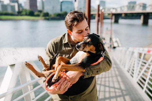 Petsitter dla psa – jak przygotować pupila do opieki podczas Twojej nieobecności?